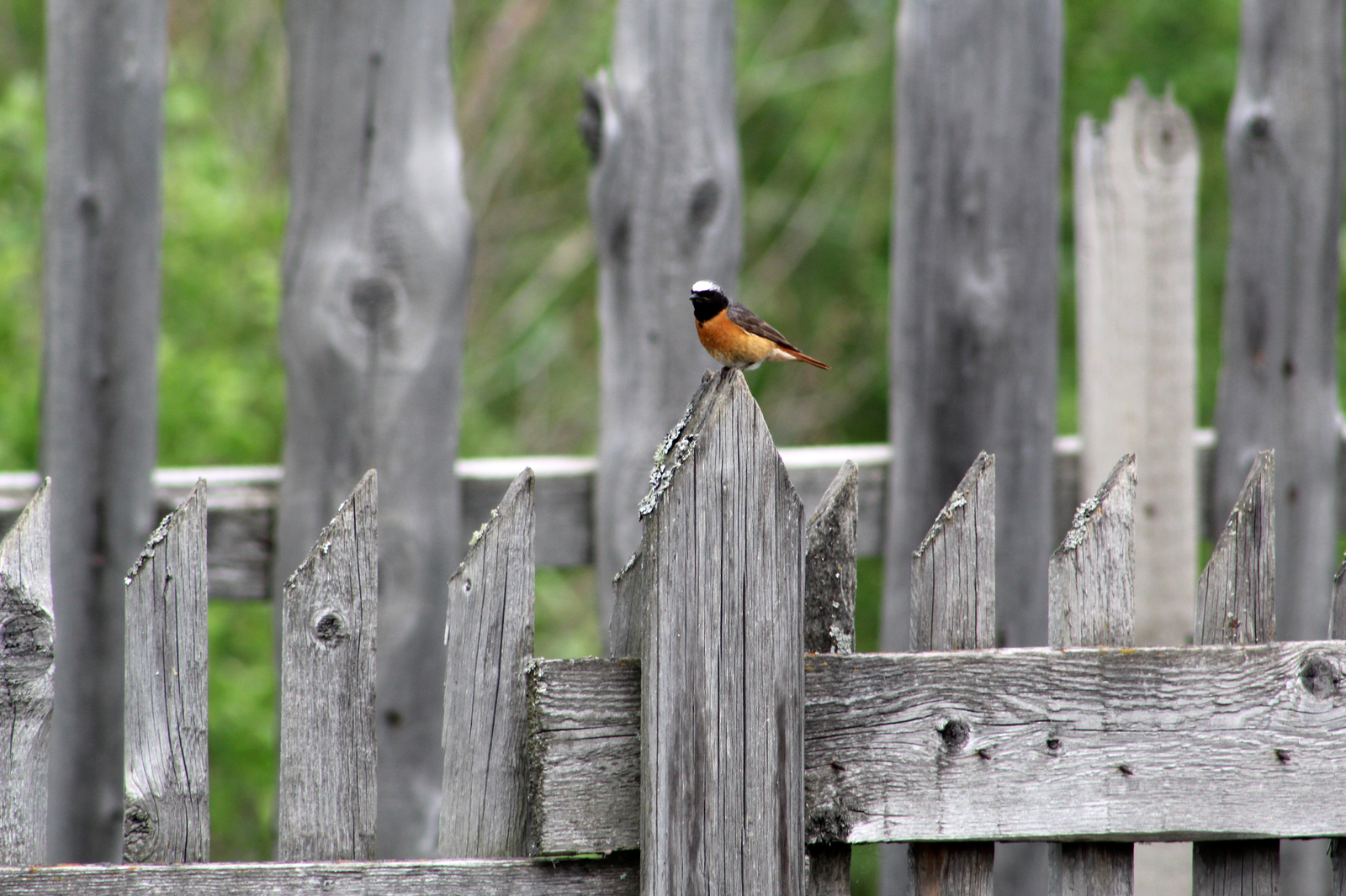 garden birds - My, Birds, The photo, Longpost