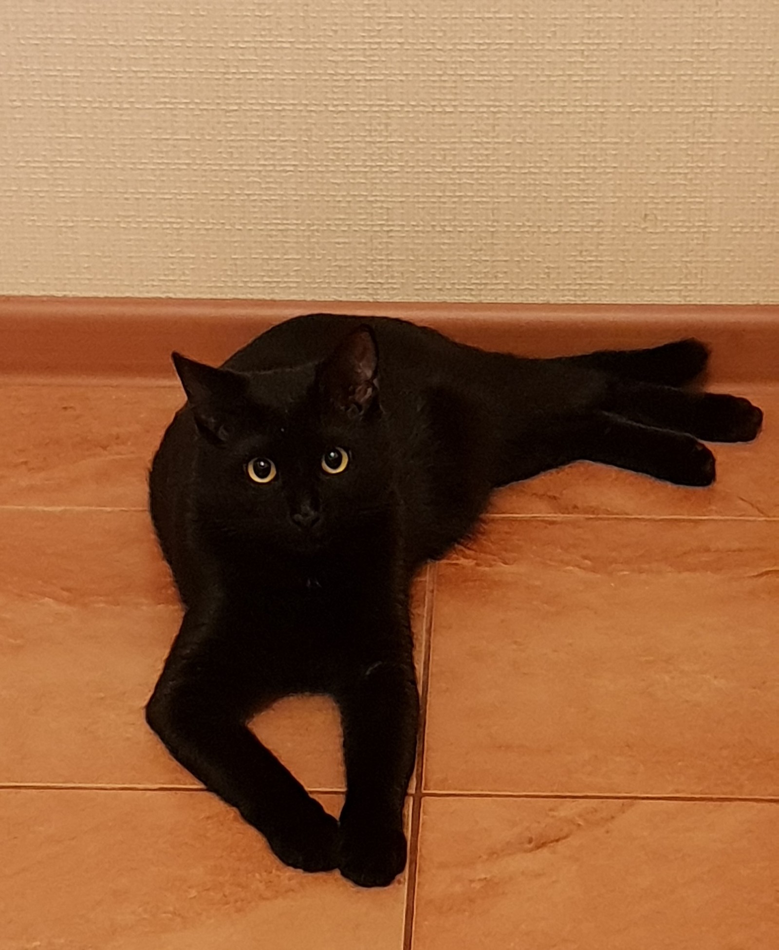 Crooked leg! - My, Black cat, cat