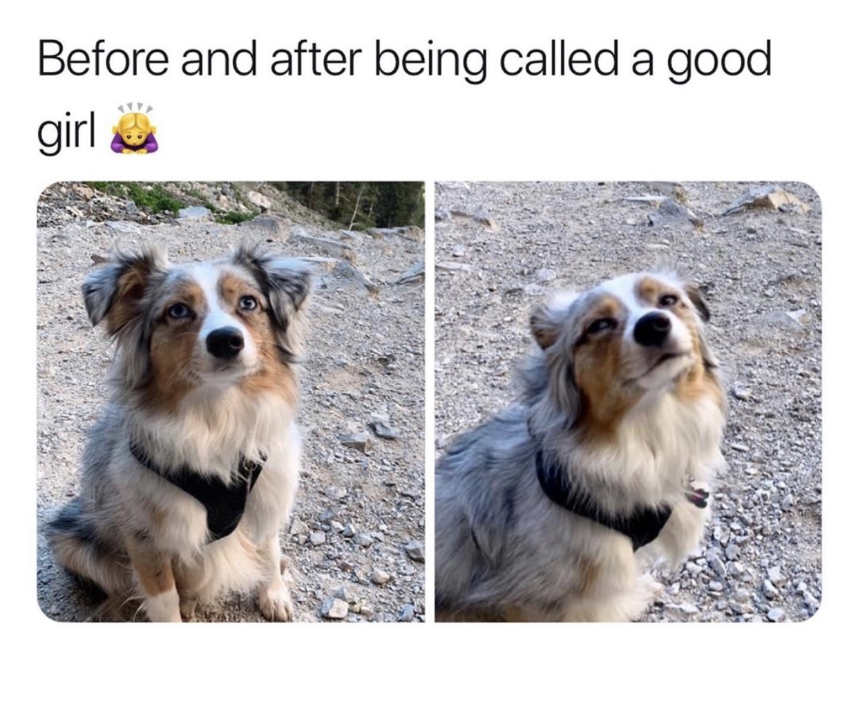 Before and after being called a good girl - Dog, Facial expressions, Girl, Sight, Milota