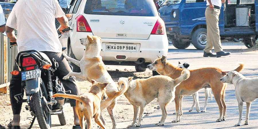 Who was the first to let dogs out and is it possible to force people to be loyal to stray dogs? - My, Animal protection, Ecology, India, Stray dogs, Homeless animals, Animal defenders, Doghunters, Longpost