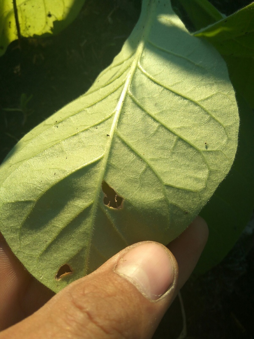 Help advice - Tobacco, Pests, Longpost