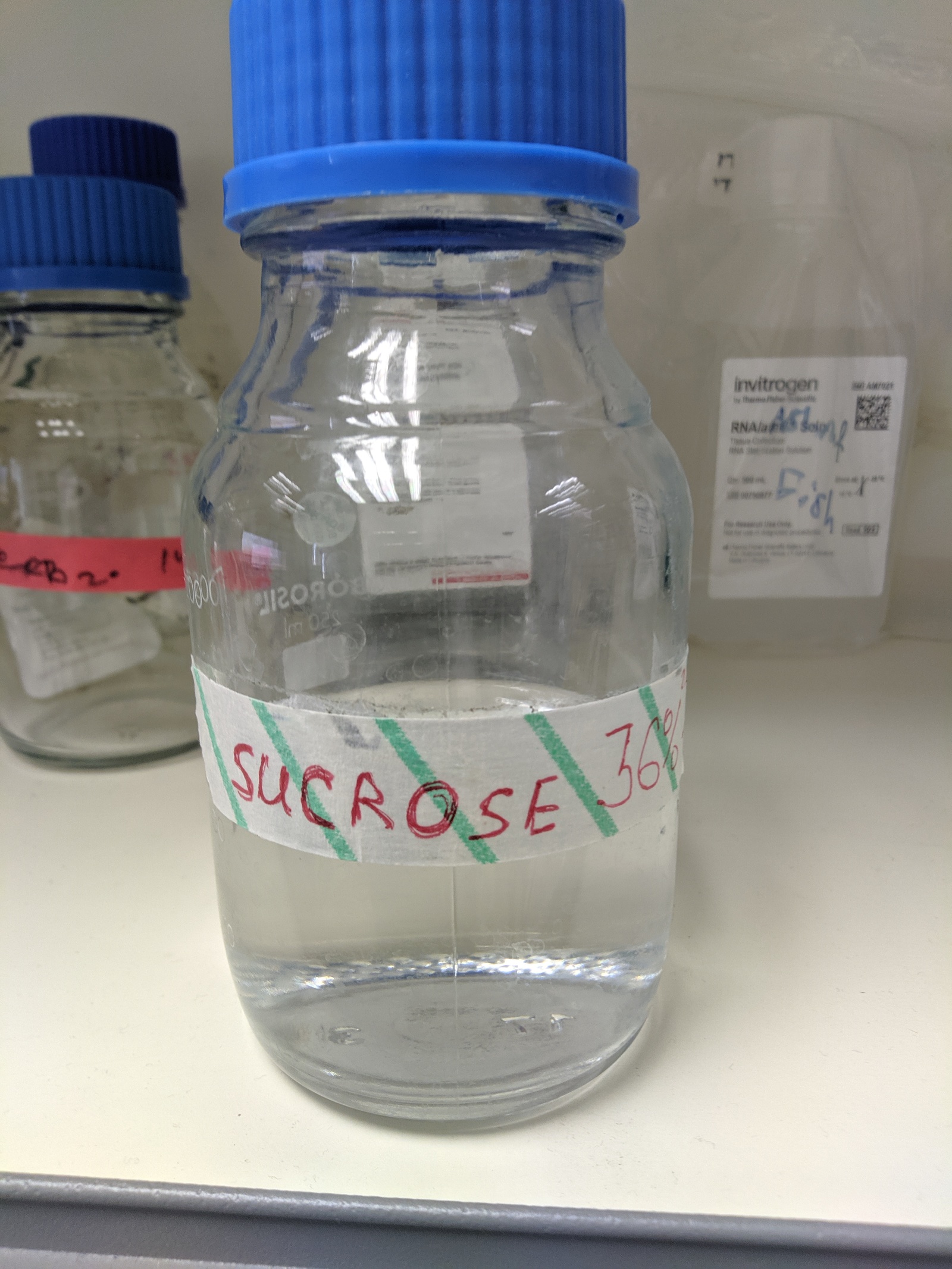 Isolation of nematodes from the roots of infected plants - My, Nematodes, Laboratory, The science, Biology, Longpost