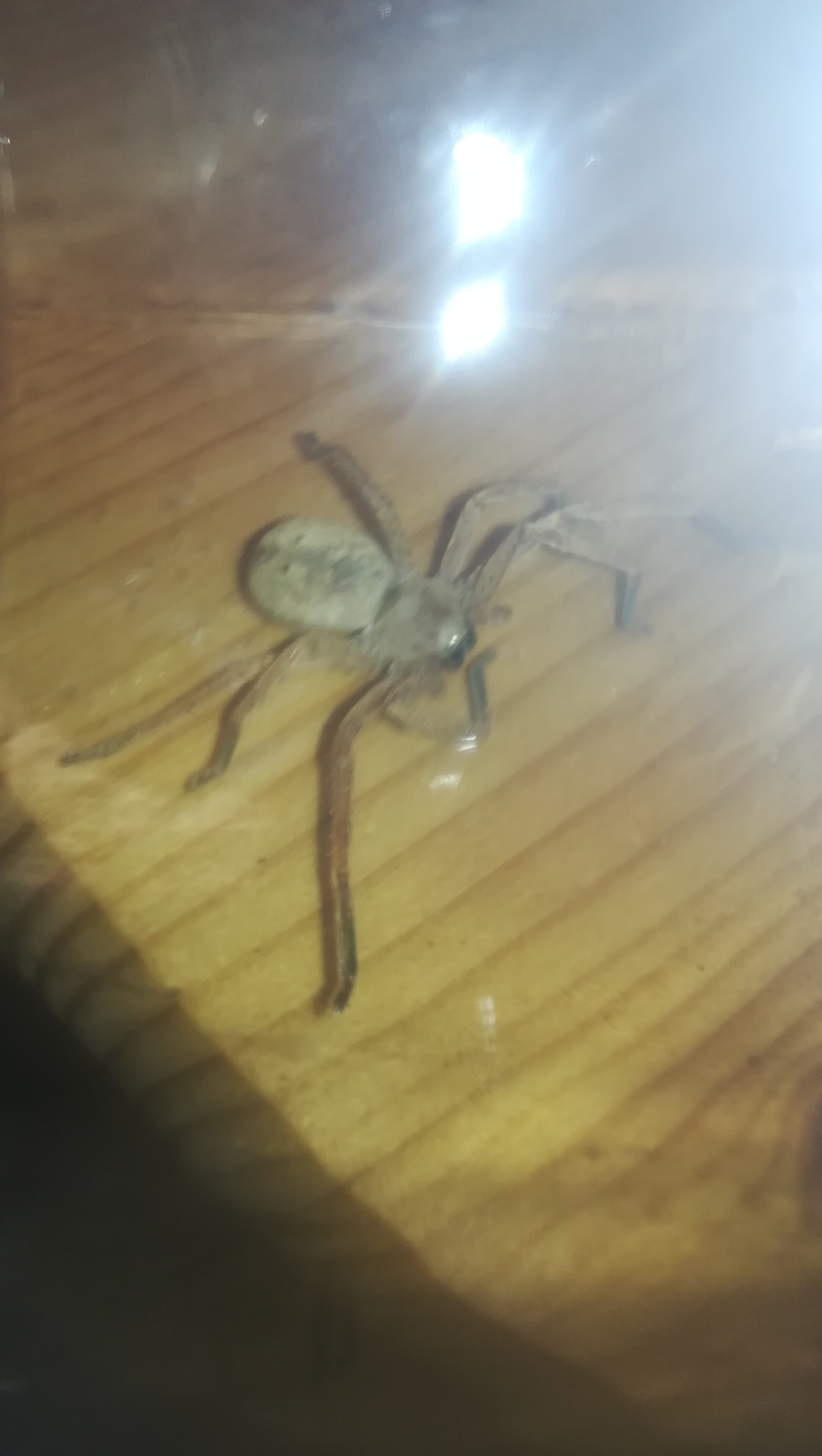 unknown animal - My, Arachnids, Help, No rating, Flamethrower, Longpost