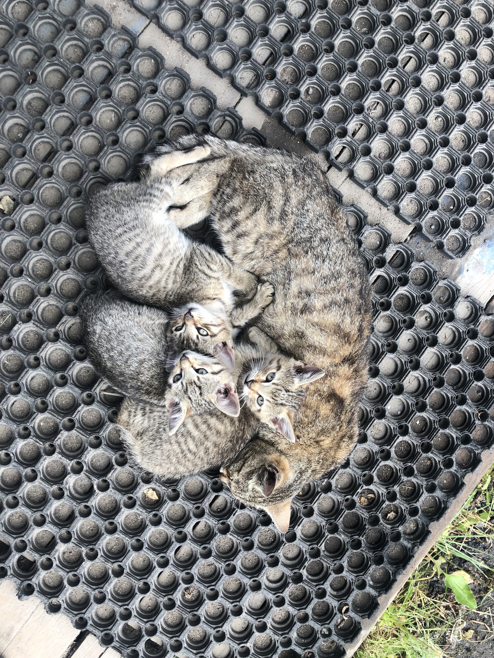 Котятам нужен дом! - Без рейтинга, Котята, Сила Пикабу, Поиск дома, Длиннопост, В добрые руки, Санкт-Петербург