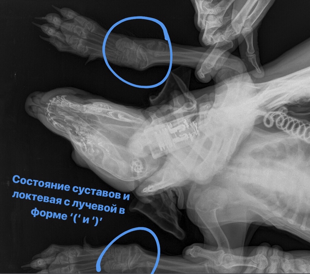 Puppies from Ryazan. Tin Part 1 - My, Animals, Veterinary, Puppies, Vet, Vet clinic, Longpost