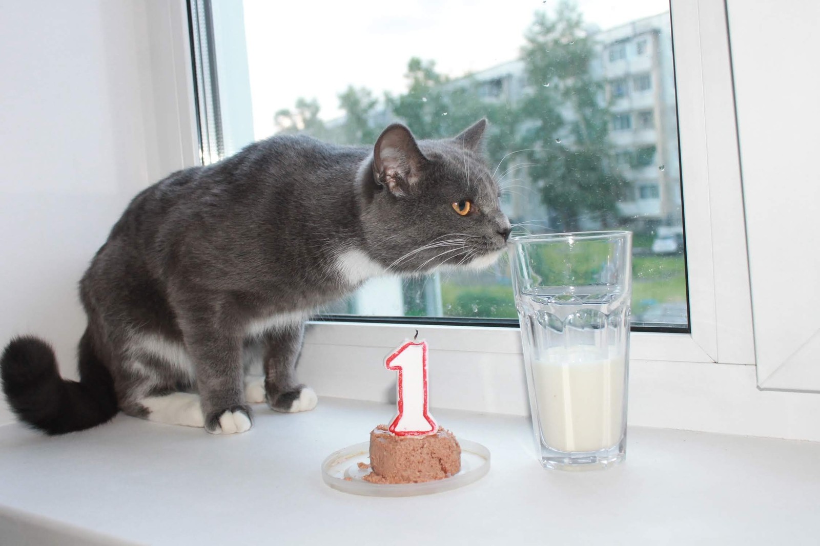 Sema celebrated his first birthday - My, cat, Cat Semen, Birthday, Longpost