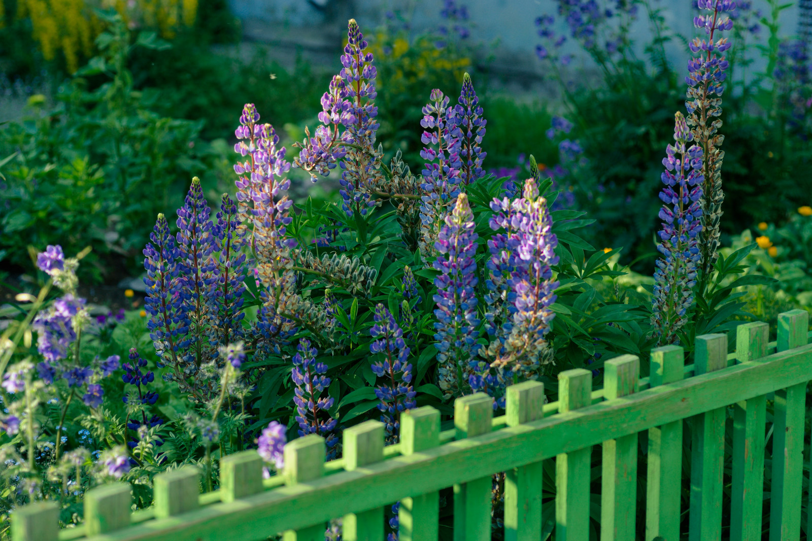 Cozy courtyard in Arkhangelsk - My, Arkhangelsk, Flower bed, Flowers, Plants, Courtyard, Urbanism, Longpost