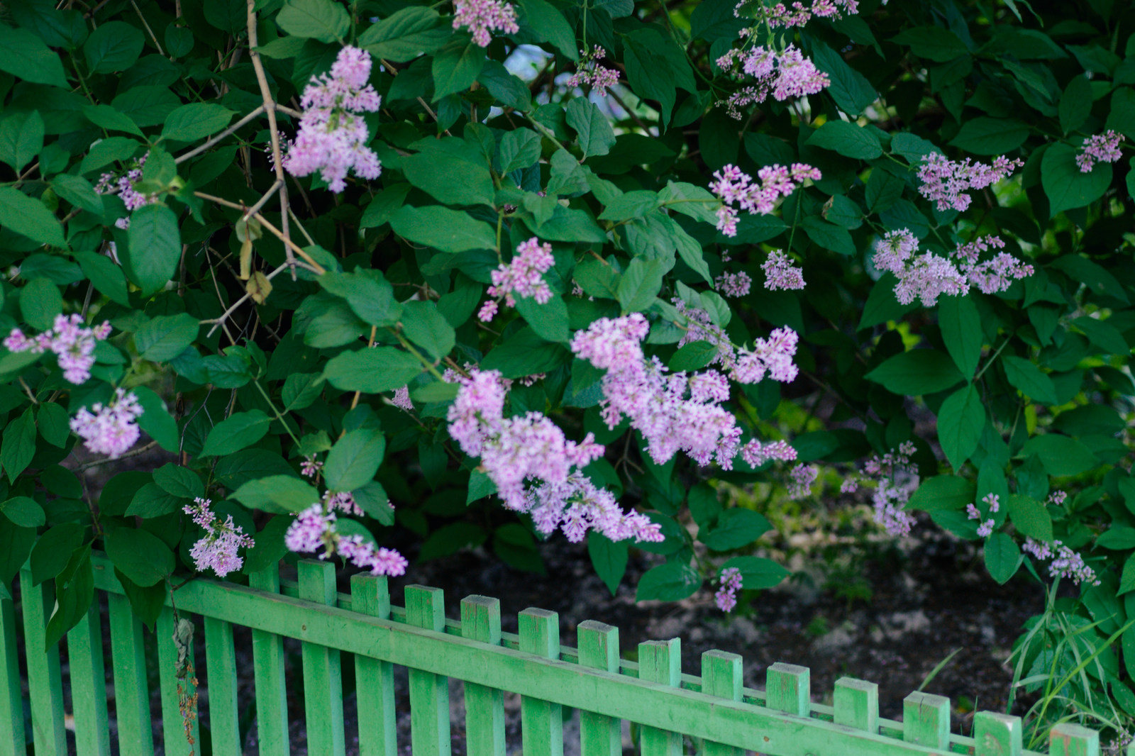 Cozy courtyard in Arkhangelsk - My, Arkhangelsk, Flower bed, Flowers, Plants, Courtyard, Urbanism, Longpost