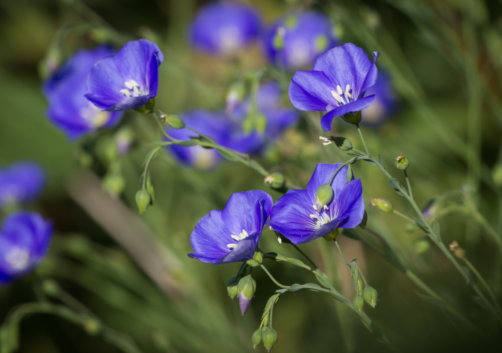 Day in the rhythm of Flax - My, Grass, Flax, Nature, Longpost, Flowers, Marshy woodlands