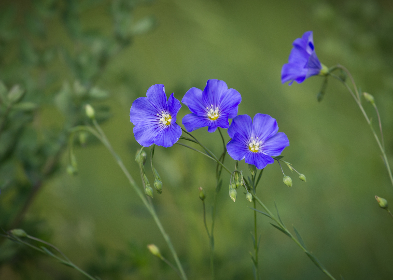 Day in the rhythm of Flax - My, Grass, Flax, Nature, Longpost, Flowers, Marshy woodlands