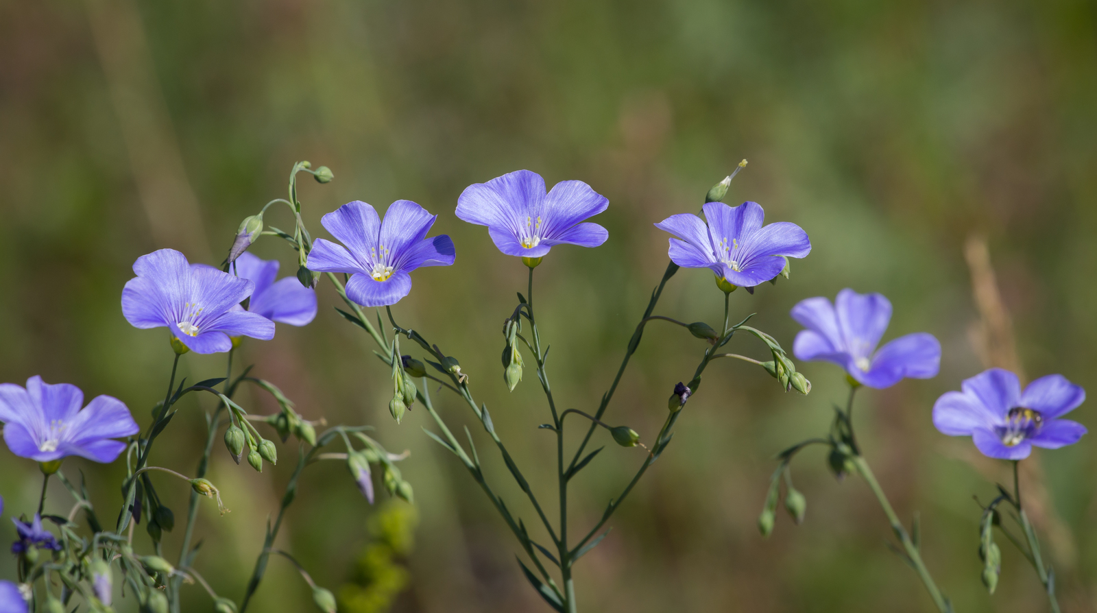 Day in the rhythm of Flax - My, Grass, Flax, Nature, Longpost, Flowers, Marshy woodlands