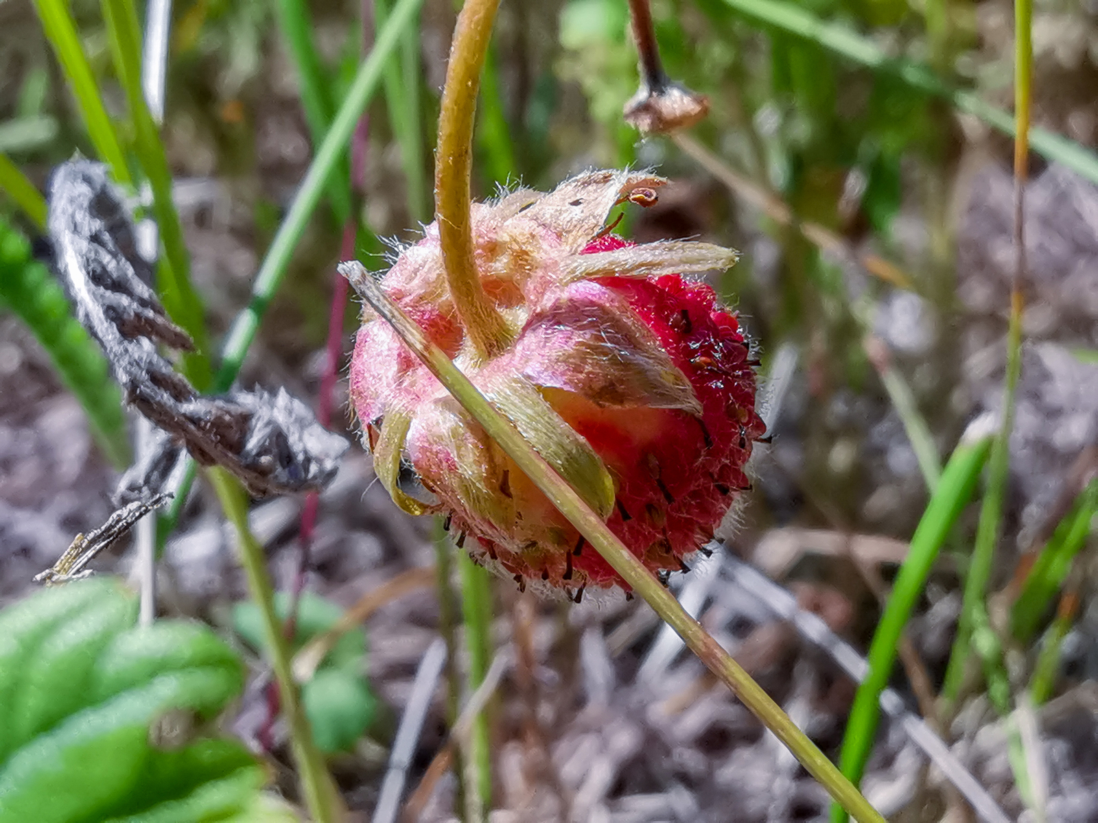 Photo bike ride - My, Dzerzhinsk, Longpost, Mobile photography, Huawei mate 20, A bike, Nature, Berries, Mushrooms