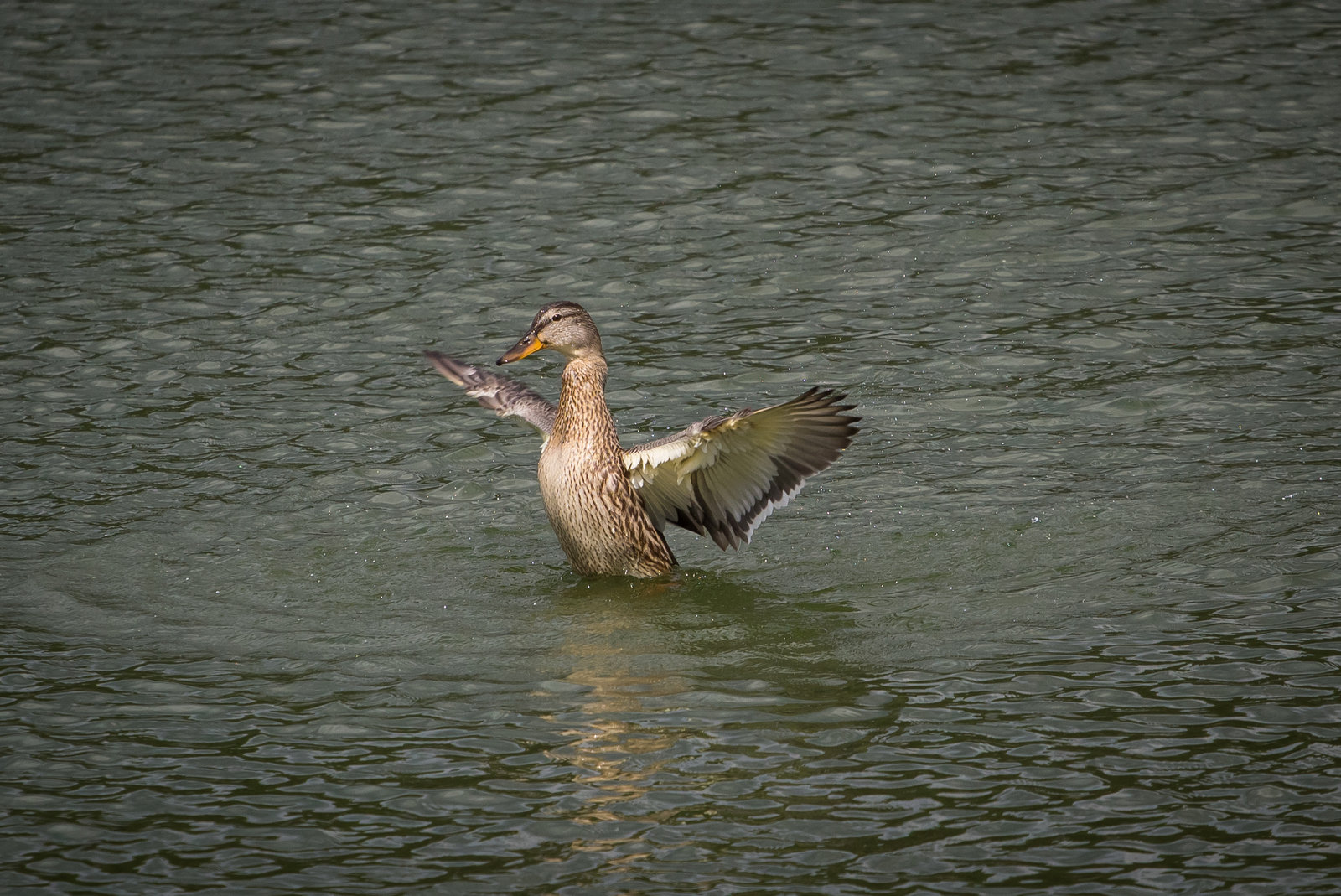 Dancing on the water - My, Duck, Mallard duck, Longpost