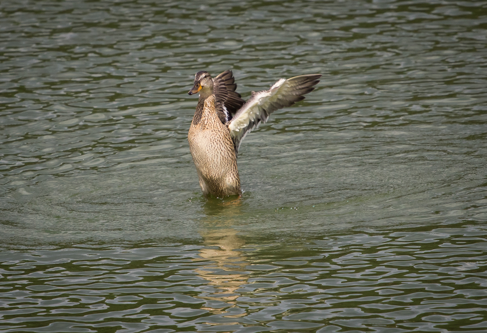 Dancing on the water - My, Duck, Mallard duck, Longpost