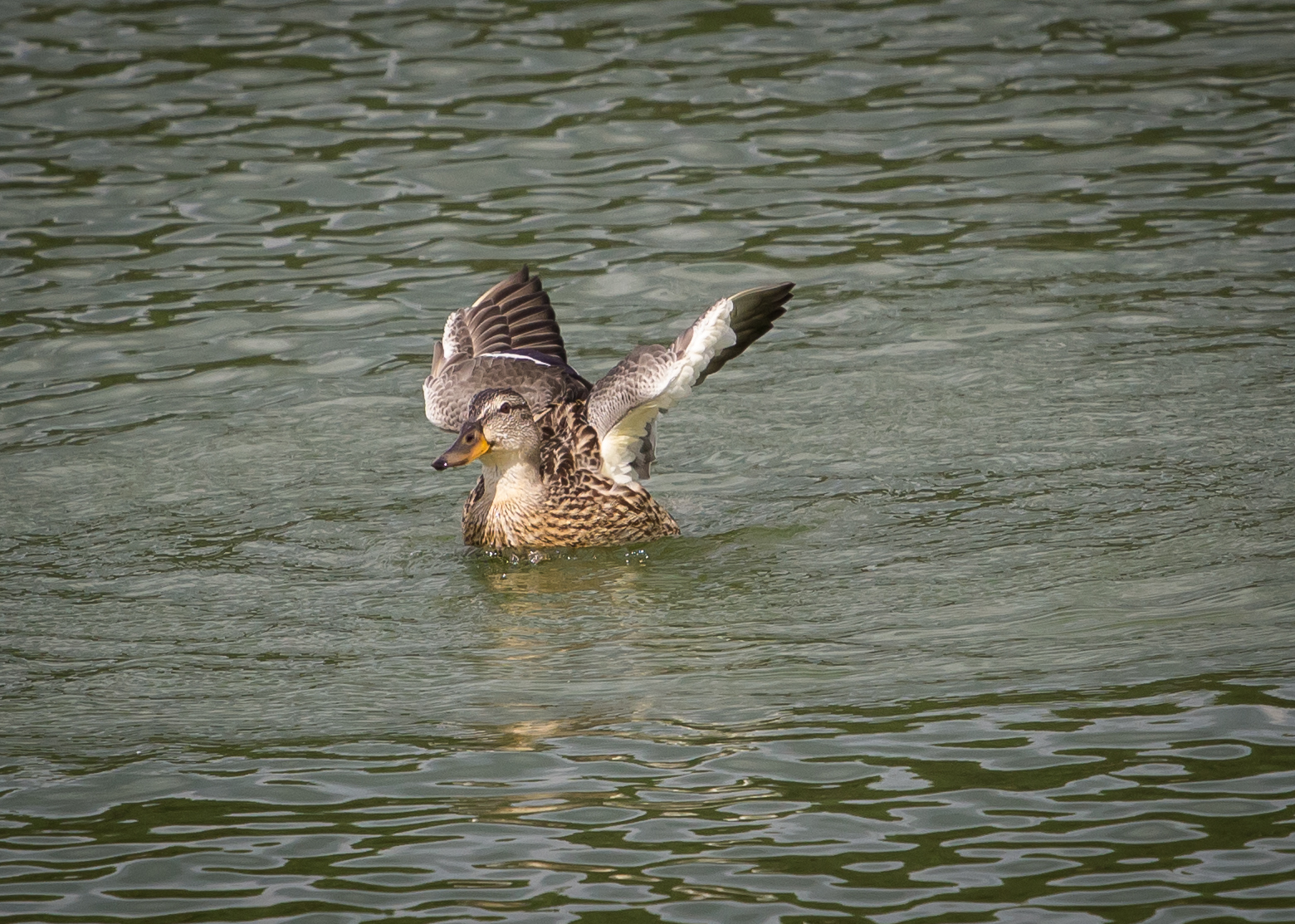 Dancing on the water - My, Duck, Mallard duck, Longpost