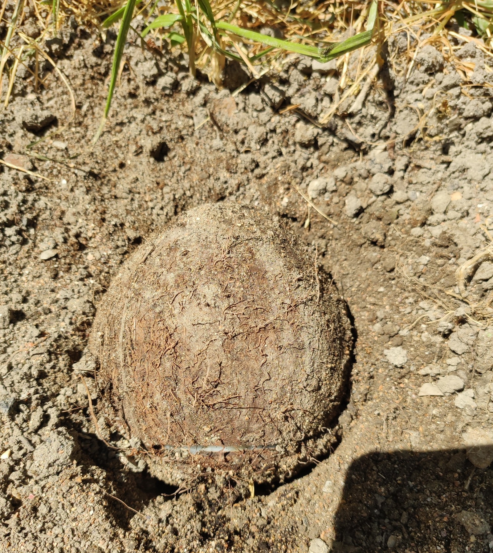 Coconut cultivation - My, Coconut, What to do