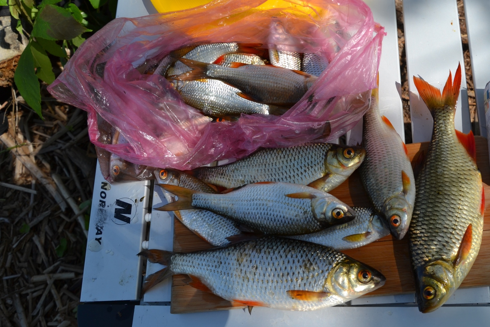 Tent - My, Nature, Tourism, Fishing, Samara Region, Longpost