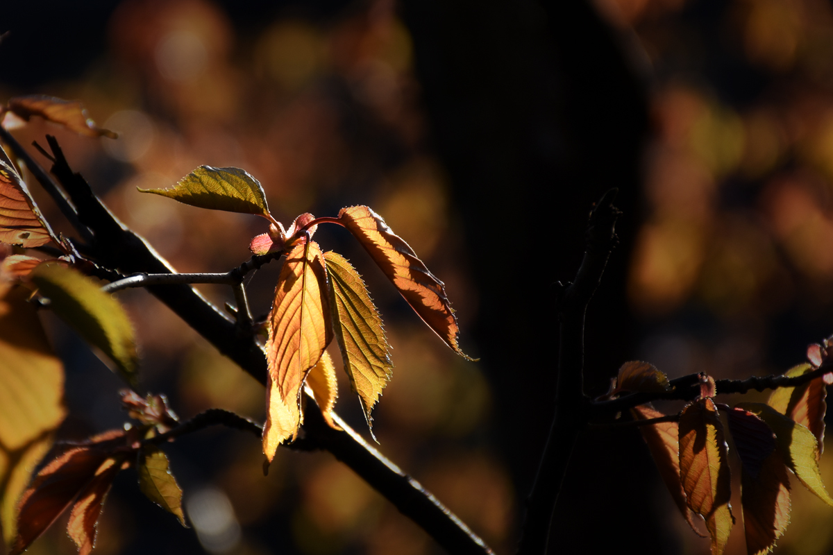 First spring leaves post - My, The photo, Nikon, Longpost, Spring, Nature