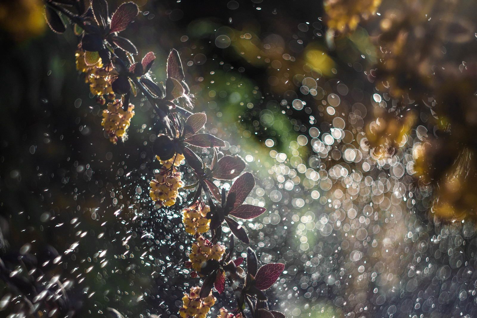 Time of warmth #4 - My, Nature, Bokeh, Helios, Helios, , Longpost, Helios44-2, Helios44-2