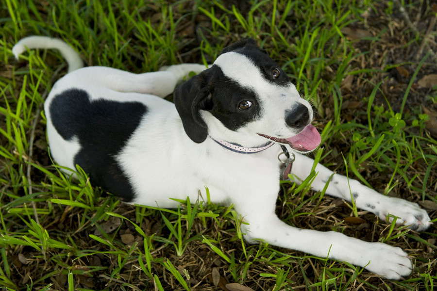 Pets with a unique color - Milota, Color, Animals, Longpost, cat, Dog