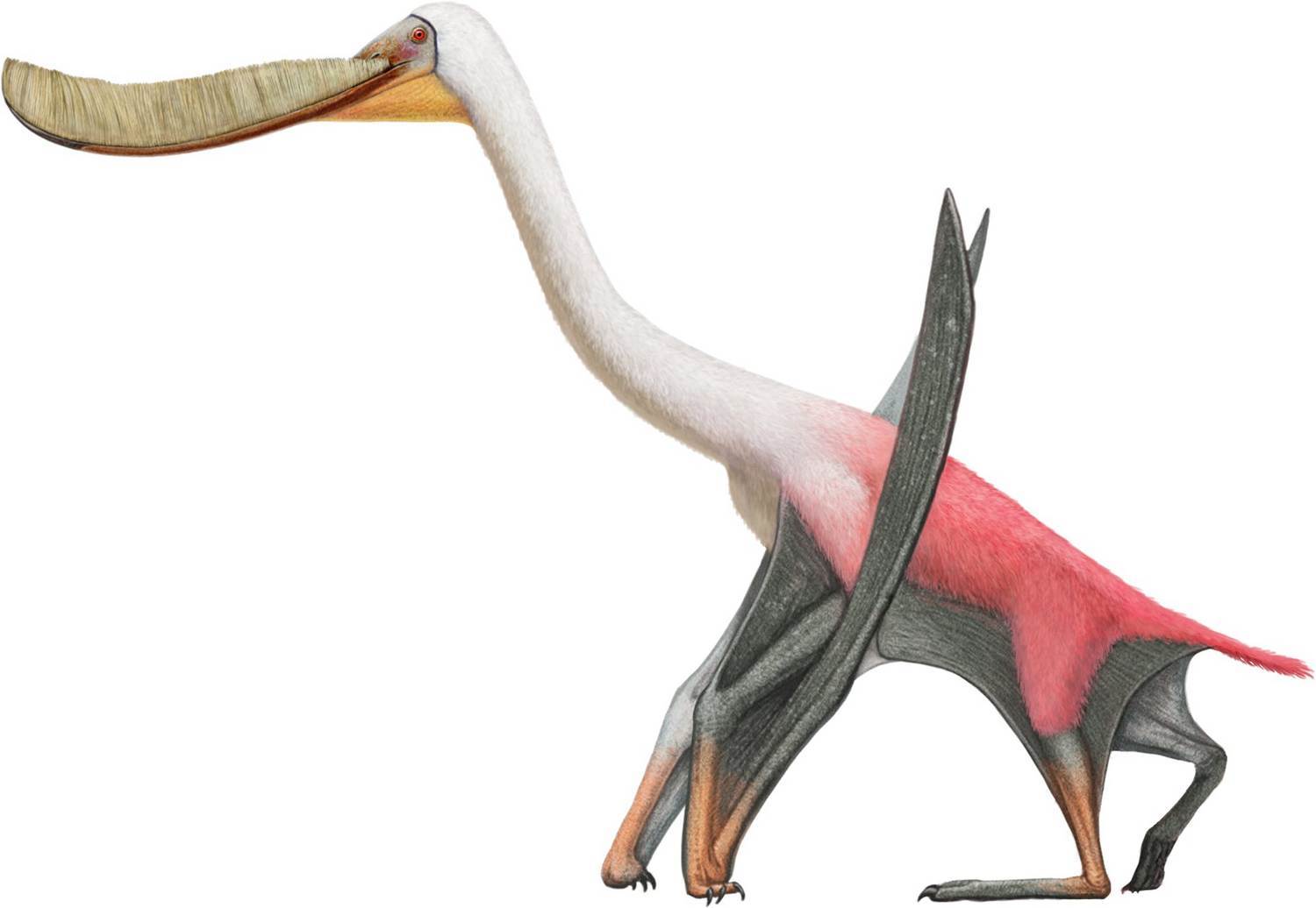 Pterodaustro and his jaw-brush - Paleontology, The science, Pterosaurs, Copy-paste, Fossils, Elementy ru, GIF, Longpost