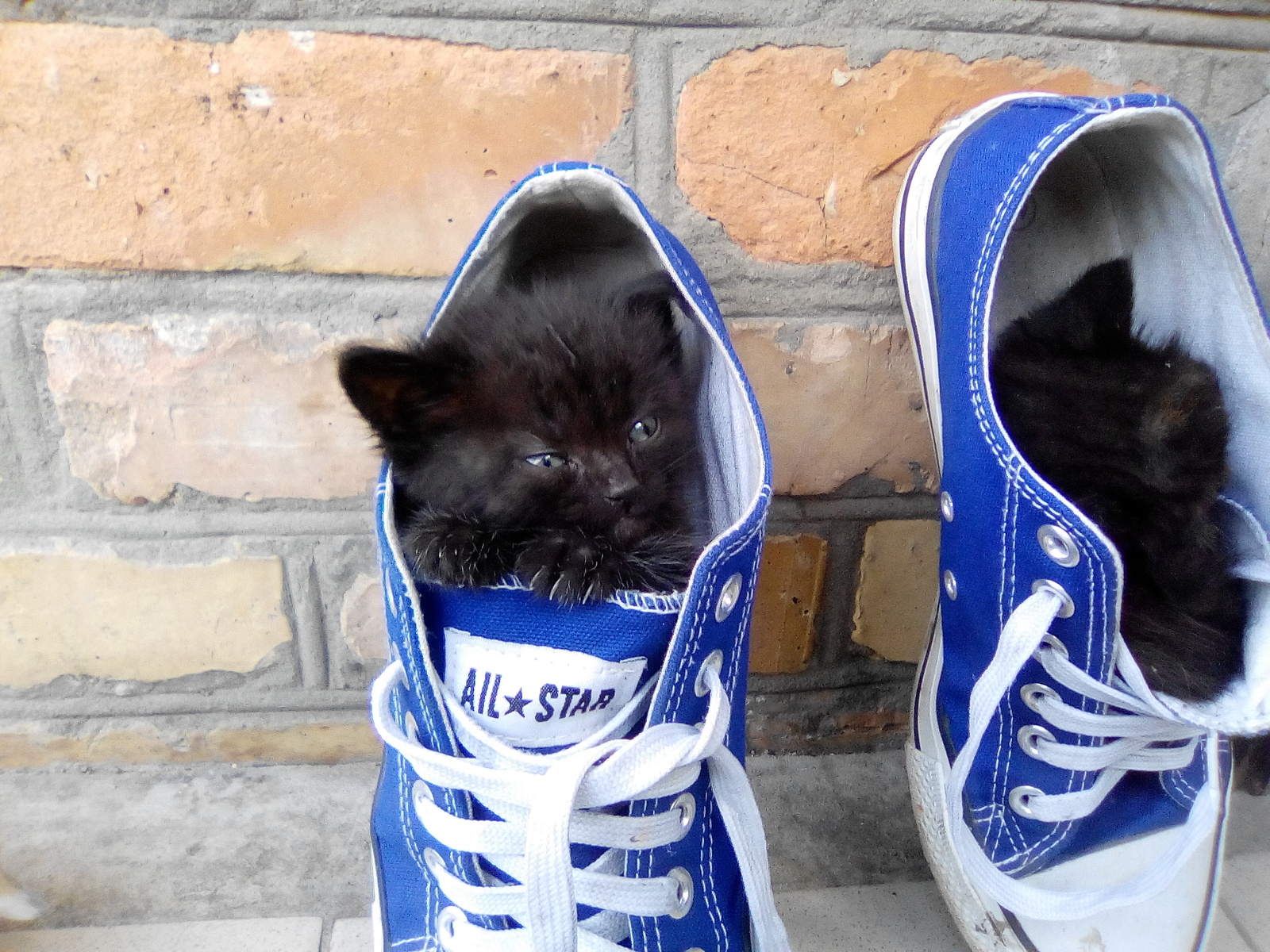 Кошка в кроссовках