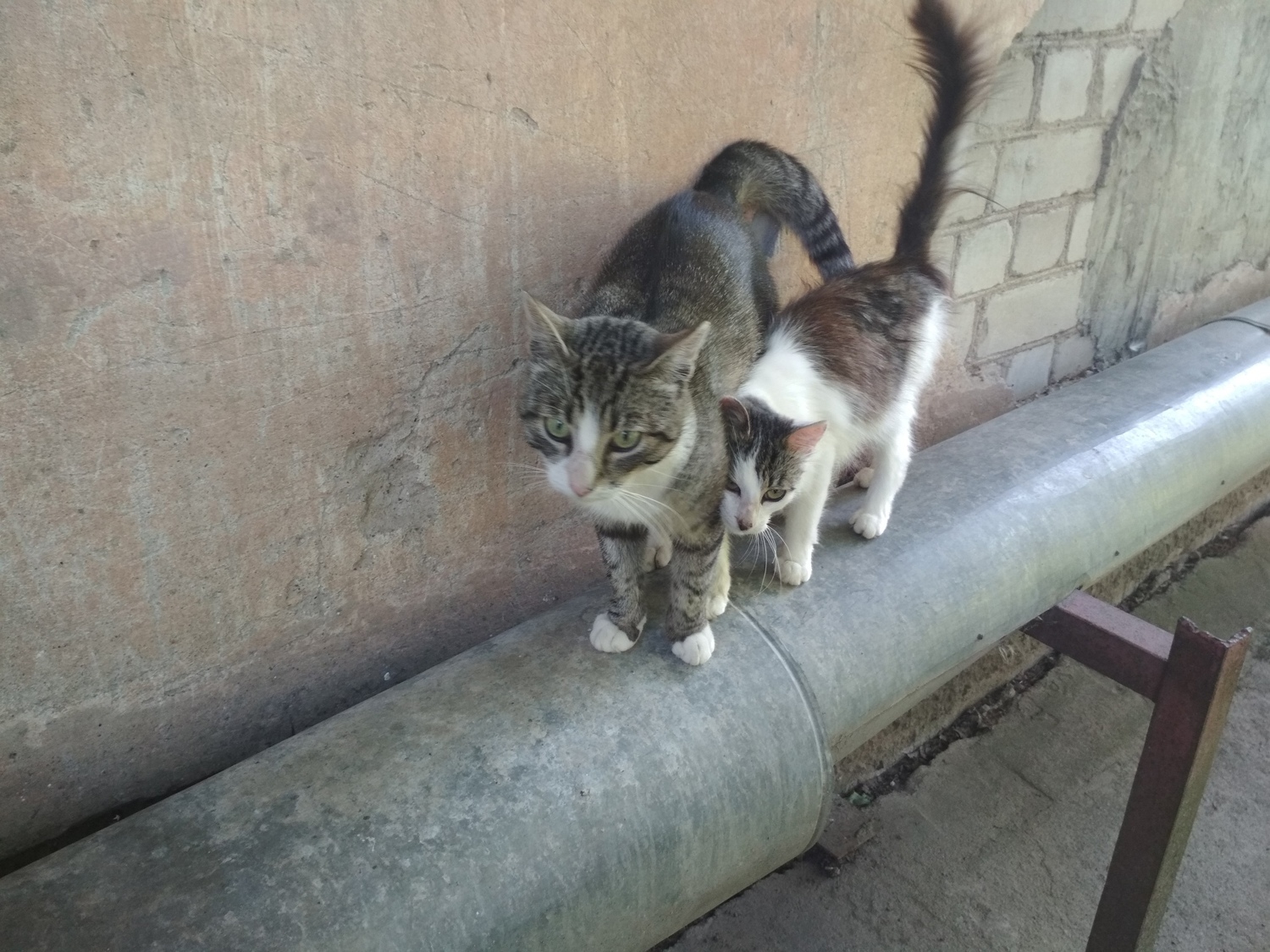 Assistance in the sterilization of homeless animals - My, Homeless animals, Kaliningrad, Help, Sterilization, The photo, Catomafia, Volunteering, Longpost, cat