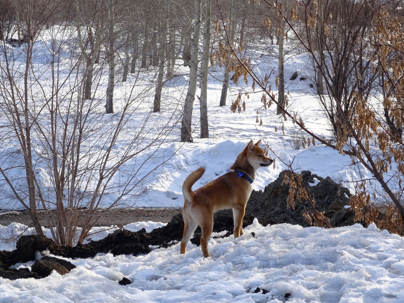 Life with a Shiba Inu. Upbringing - My, Dog, Shiba Inu, Longpost, The photo, Video, Puppies, Pets, Training