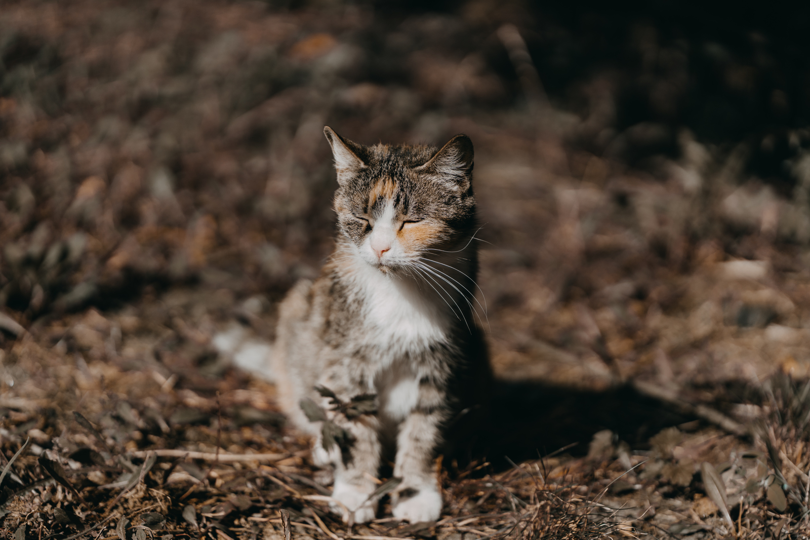 Yard cat - My, cat, The photo