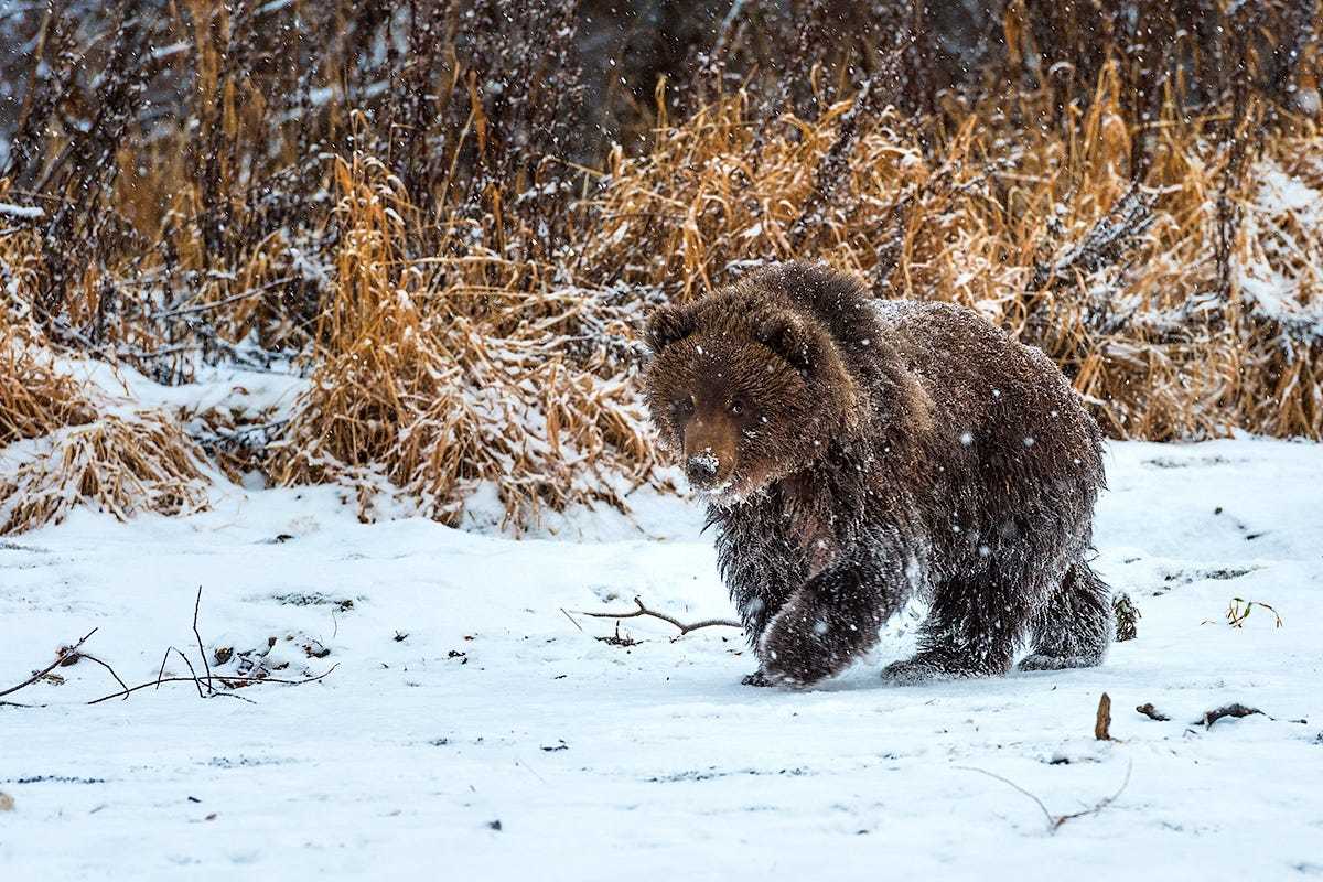 Когда решил встать пораньше - Фотография, Медведи, Снег, Животные