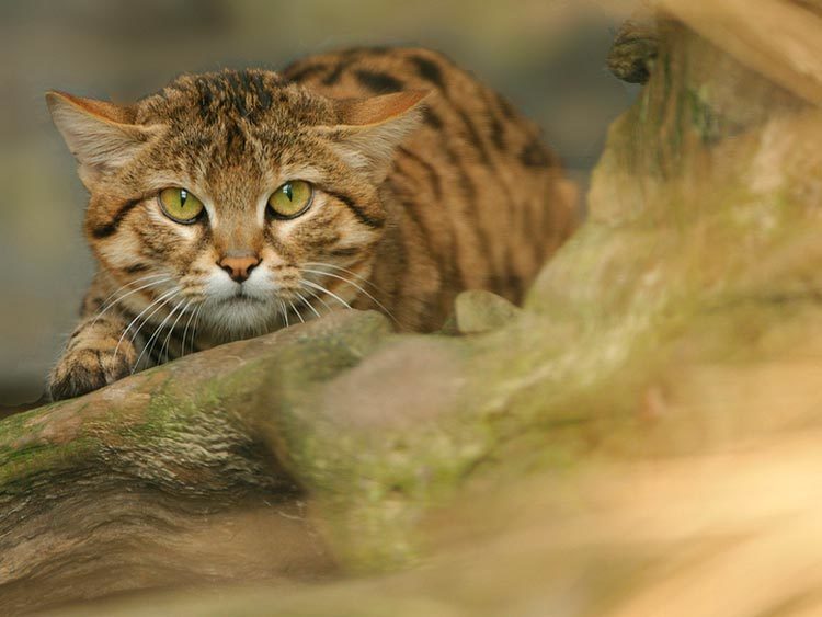 African black-footed cat - cat, Catomafia, Black-footed cat, The photo, Longpost