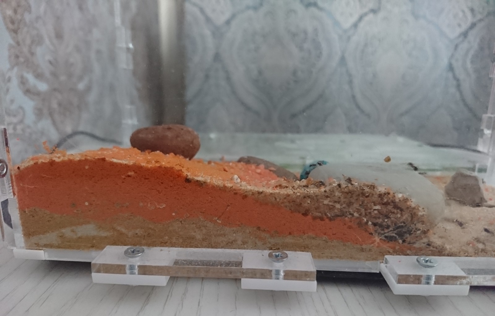 Ant farm - My, Ants, Pets, Biology, Myrmikiper, Formicaria, Ant farm, Longpost