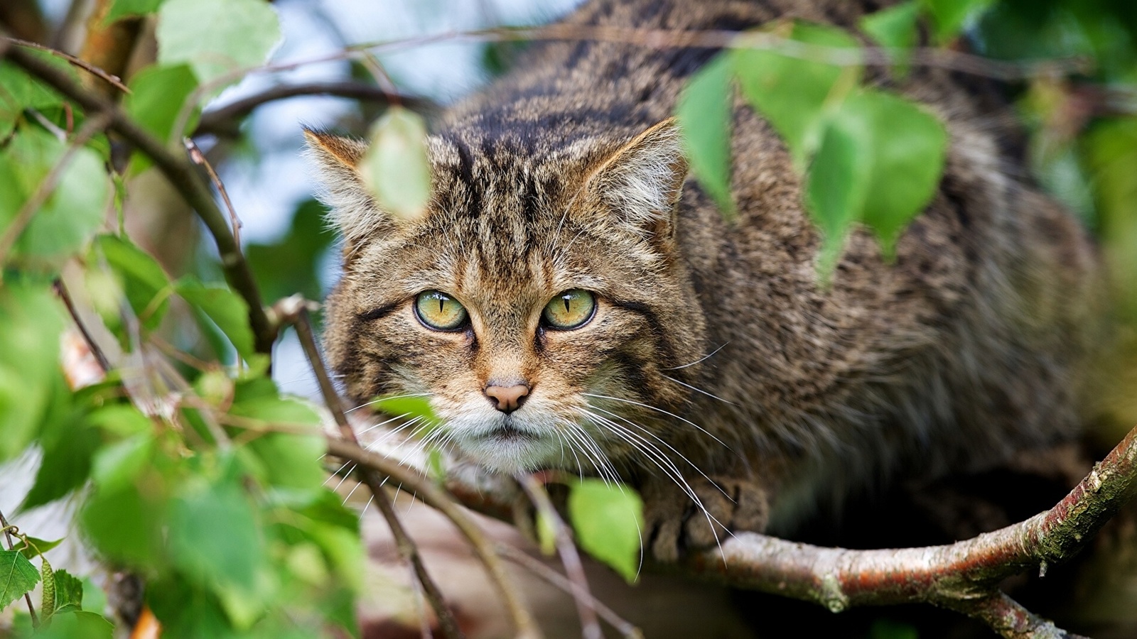 Scottish Forest Cat - cat, Catomafia, The photo, Nature, Forest cat, Longpost