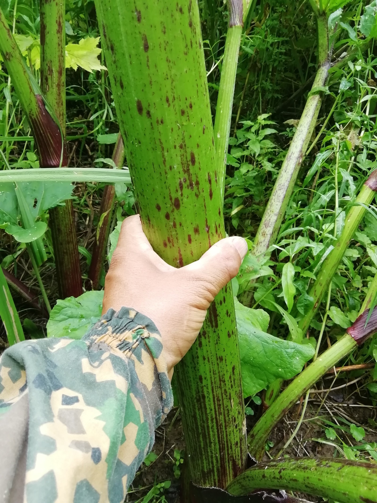 Looks like we lost this battle - My, Hogweed, Weeds, Longpost