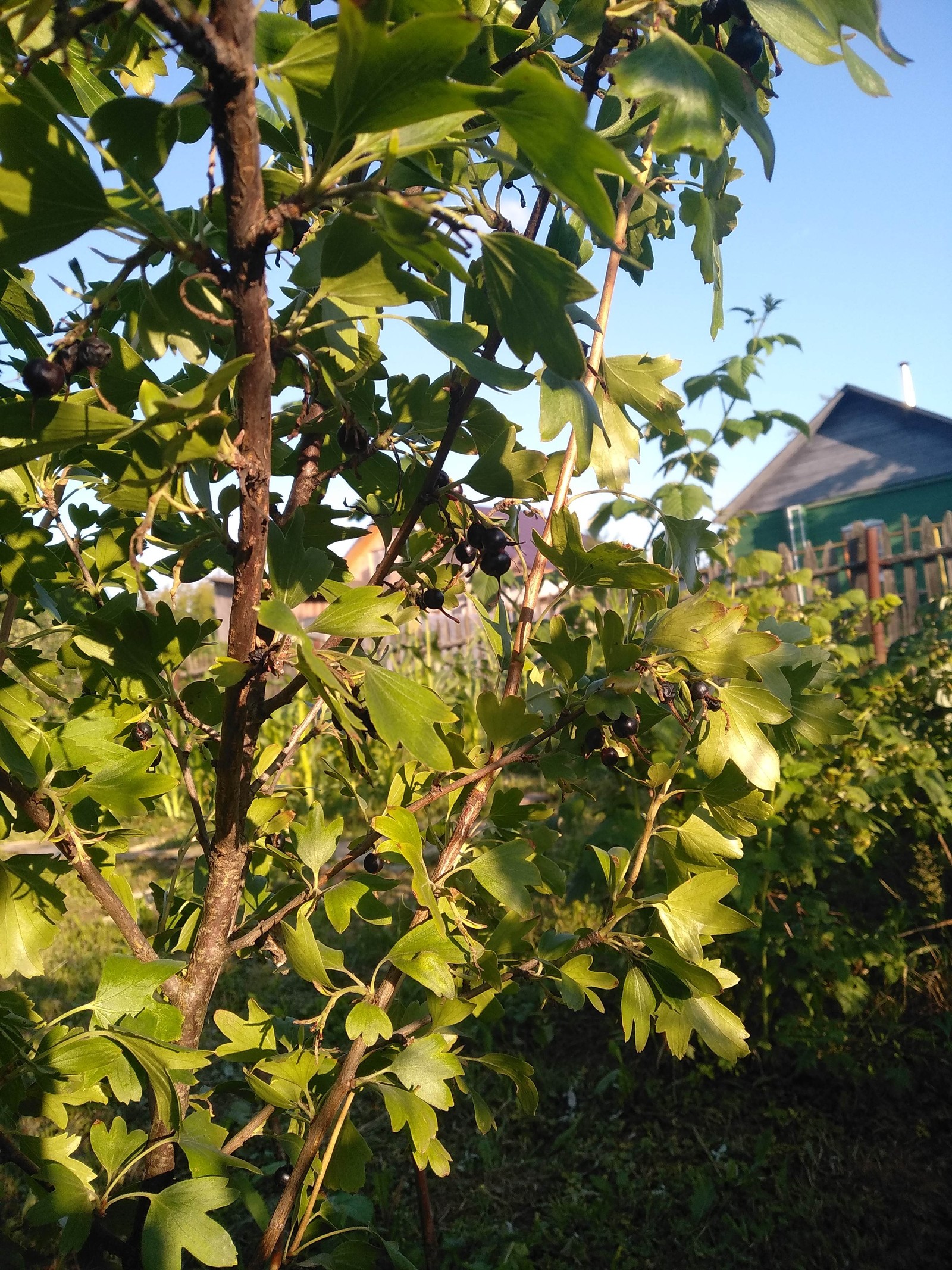 unknown bush - Bushes, Currant