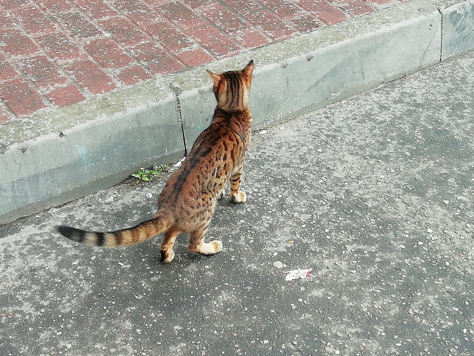 Lost Bengal (Moscow) - My, Catomafia, Bengal cat, Lost cat, Lost, Longpost, cat, No rating