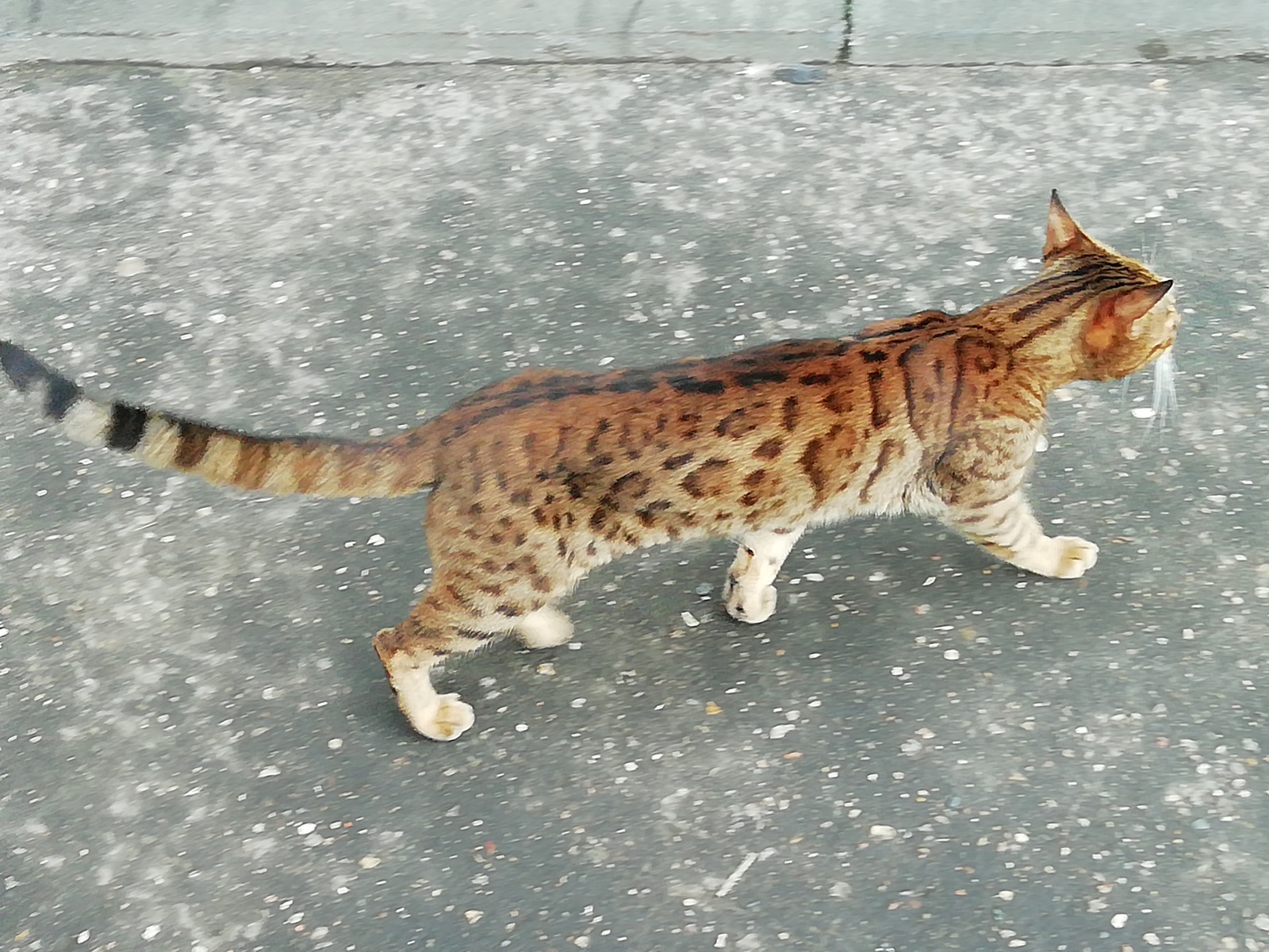 Lost Bengal (Moscow) - My, Catomafia, Bengal cat, Lost cat, Lost, Longpost, cat, No rating