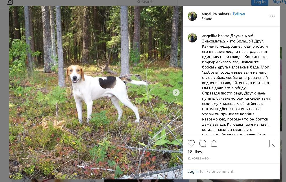 The dog is looking for a home (Belarus) - No rating, Dog, In good hands, Republic of Belarus, Bobruisk, New owners, Kindness, Friend of human, Longpost