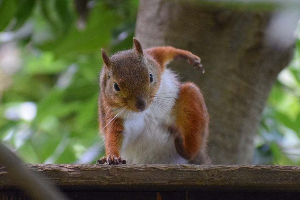 Superhero landing - Superhero landing, Squirrel, Reddit