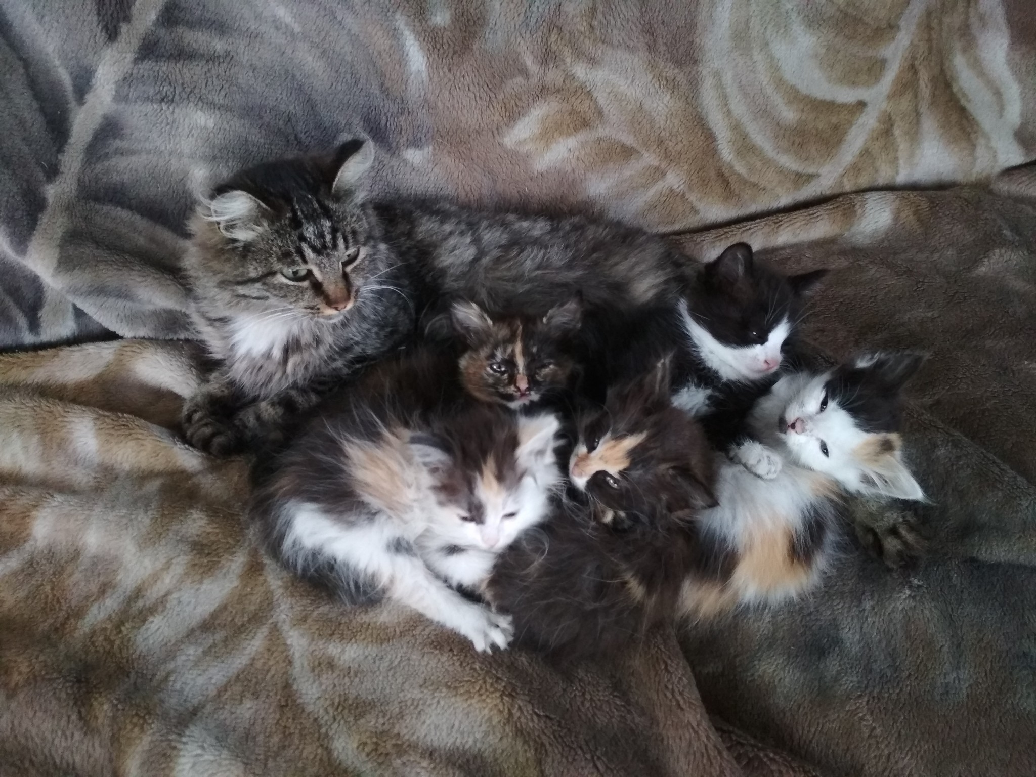 Foster mother for kittens - My, cat, Kittens, Novosibirsk, In good hands, I will give, Longpost, No rating