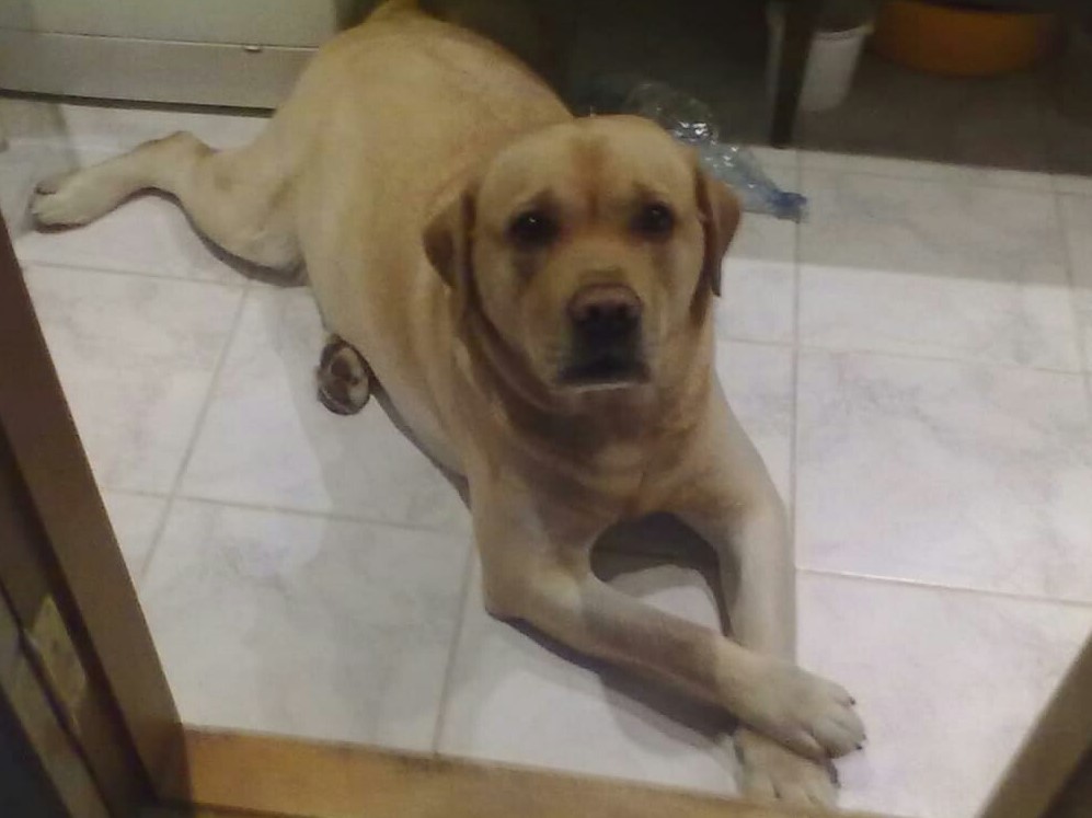 Missing dog - My, Kirov, The dog is missing, Longpost, Dog, No rating, Search for animals, Help