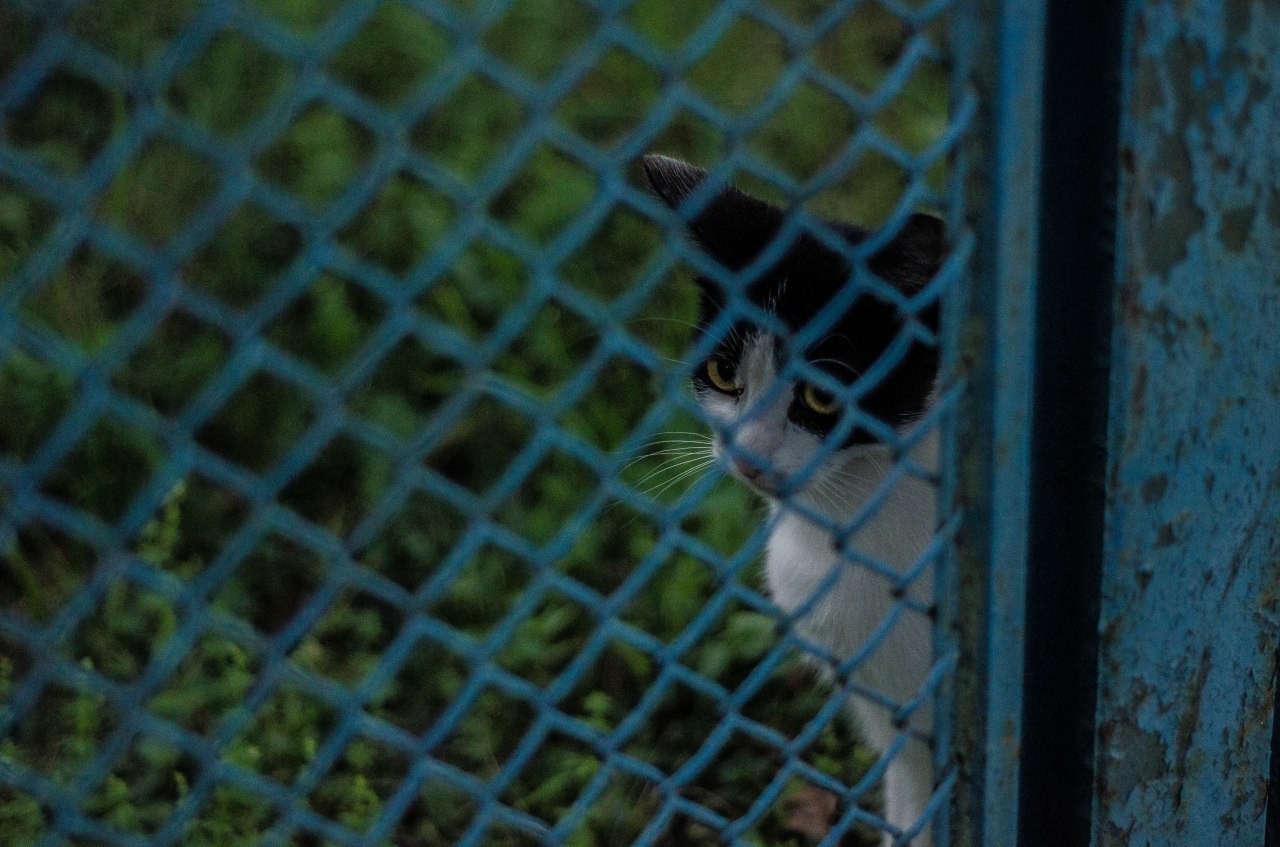 Lake, trailer, cat. - My, Heading, Black and white photo, cat, Lake, Beginning photographer