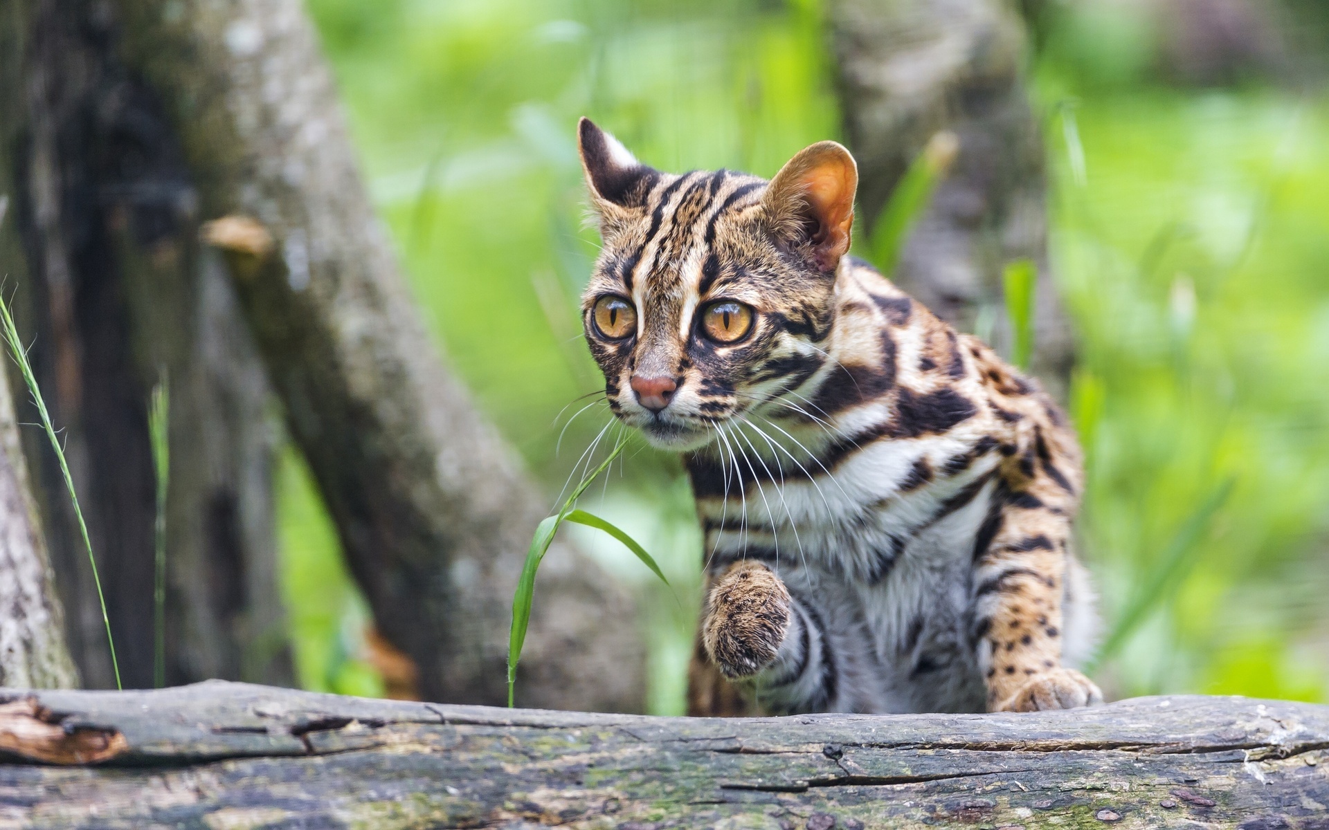 Bengal Cat - cat, Catomafia, The photo, Longpost, Bengal cat