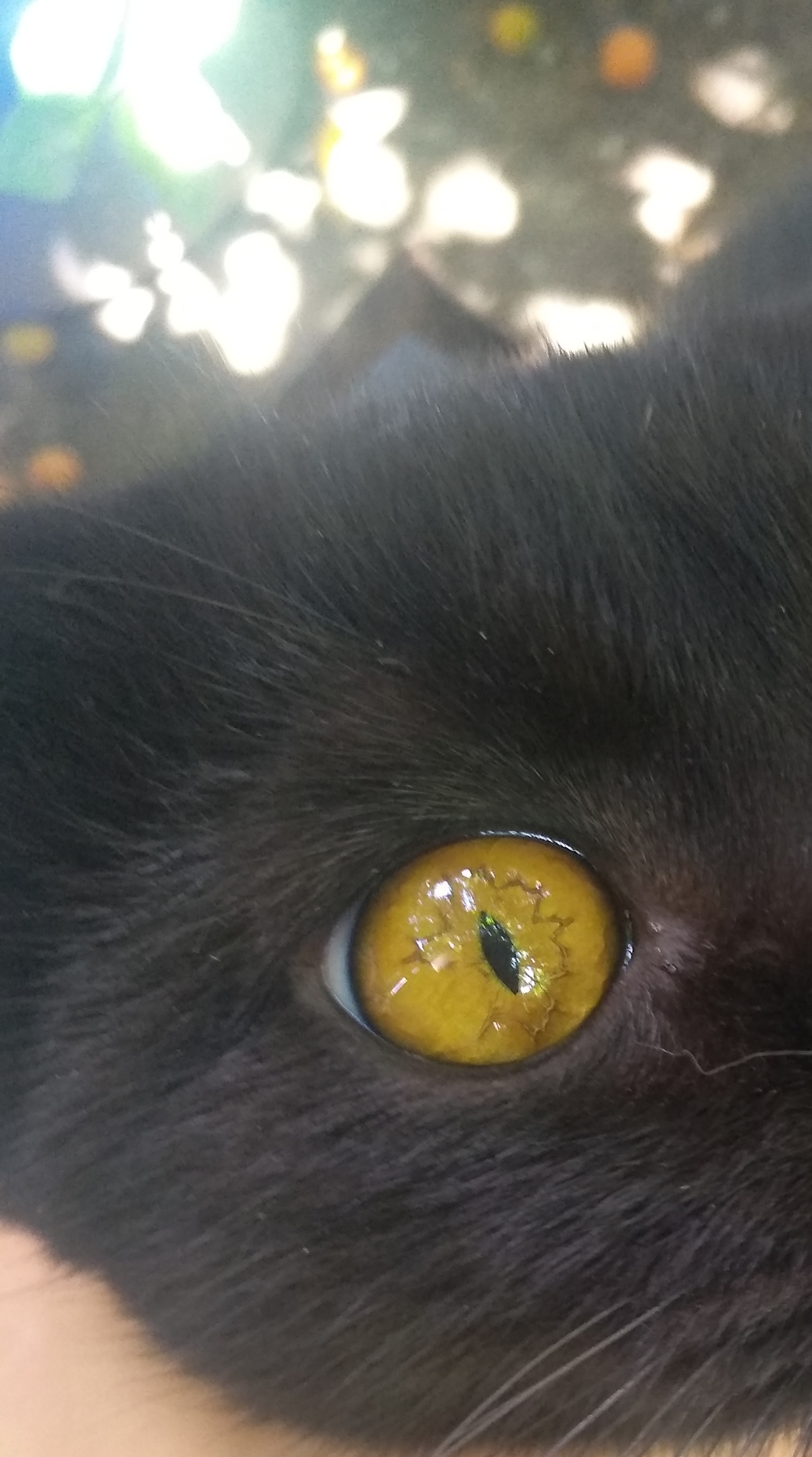 What's wrong with the cat's eye? - My, No rating, cat