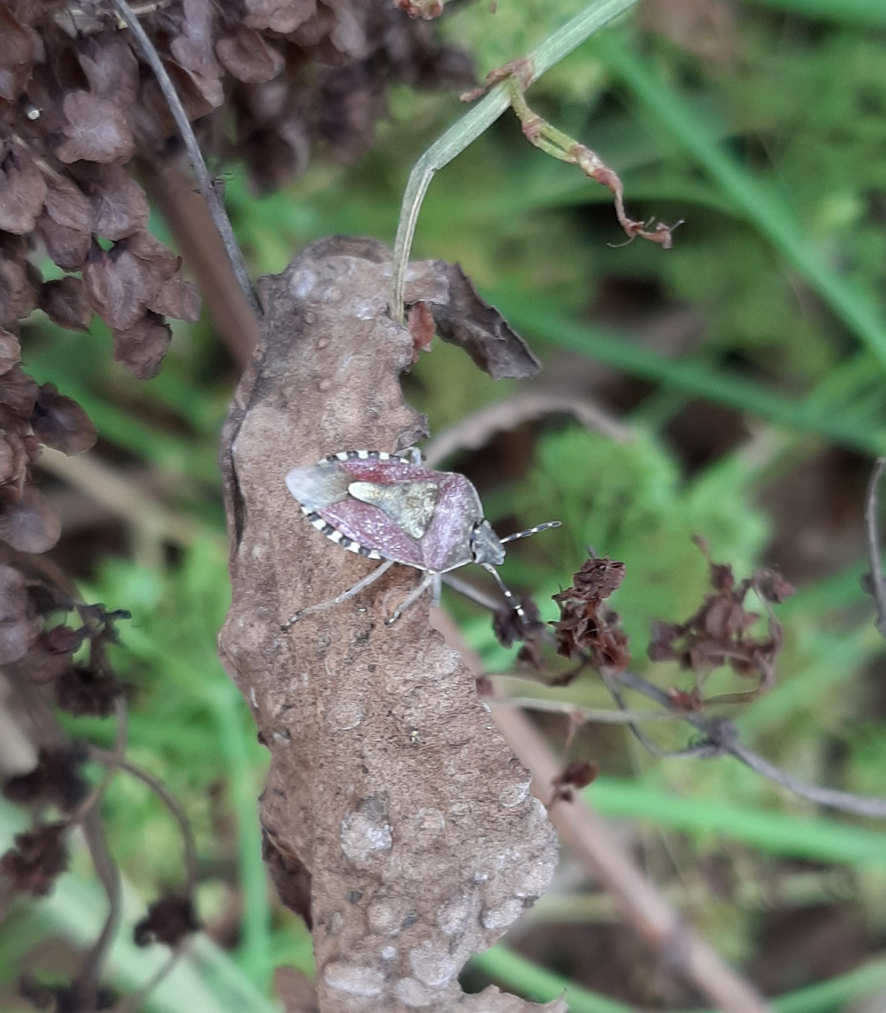 Photo session for insects - My, Insects, The photo, Entomology, Жуки, Longpost