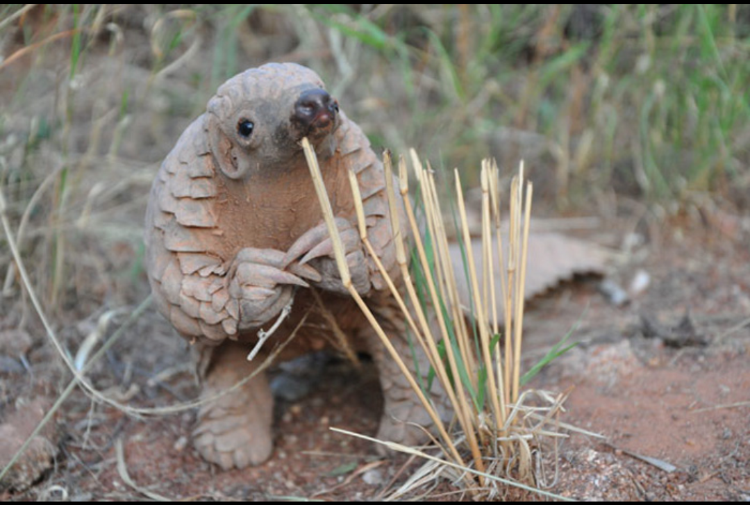 How right?! - Wild animals, Milota, Longpost, Pangolin, Animals