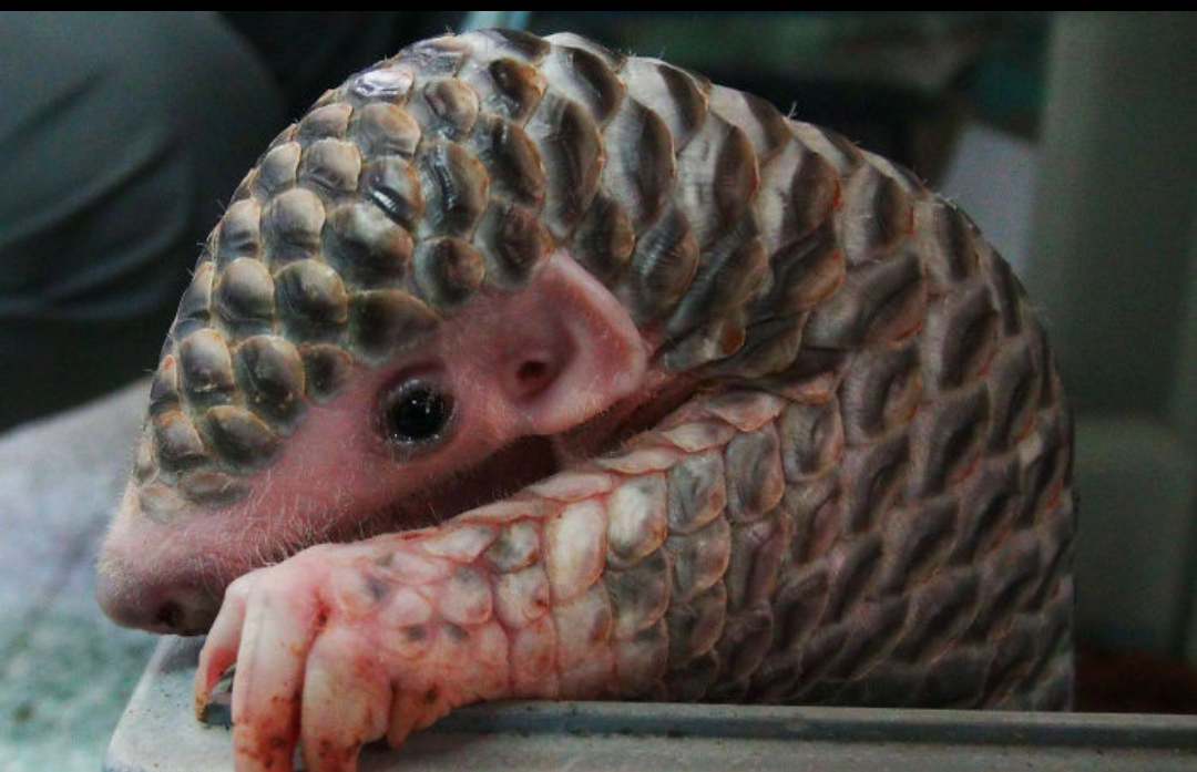 How right?! - Wild animals, Milota, Longpost, Pangolin, Animals