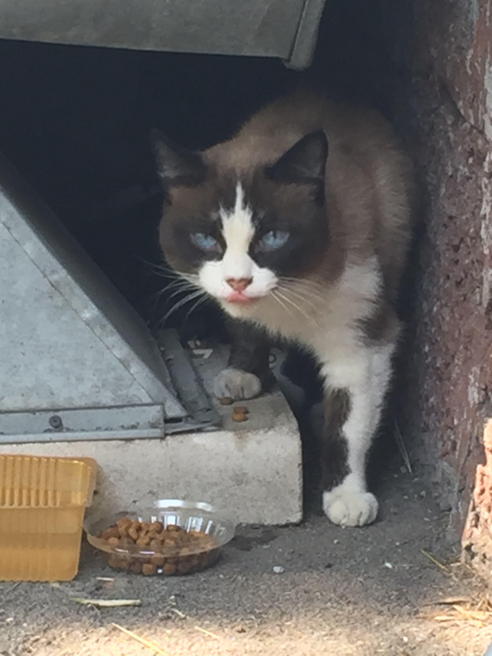 Found a cat in Kemerovo. - My, Cats, Lost, Longpost, cat, In good hands, Kemerovo, No rating