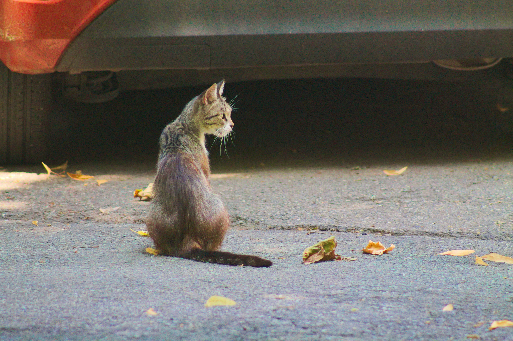 Kuban Istanbul, or where cats live in Krasnodar - My, Krasnodar, cat, The photo, Longpost