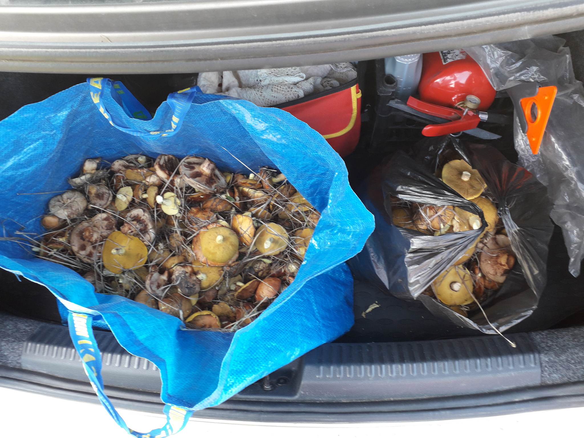 Hunt for butterflies in the Lipetsk region - My, Mushrooms, Butterlets, Lipetsk, Longpost, Silent hunt